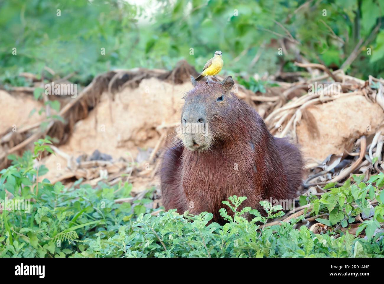 Gros plan d'un Capybara avec un oiseau Cattle tyrant assis sur une tête, South Pantanal, Brésil. Banque D'Images