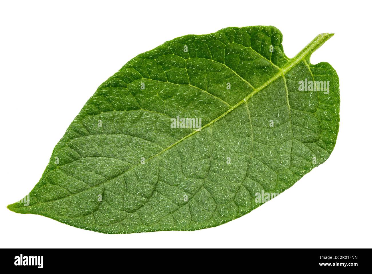 Feuille de pomme de terre isolée sur fond blanc. Légumes, aliments bio végétaliens sains