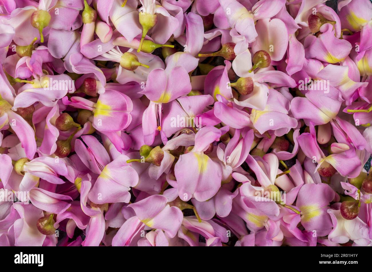 Fleurs d'arbre sauvage indien épineux formant un magnifique fond de motif de texture. Banque D'Images