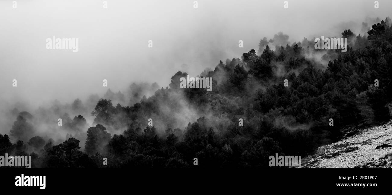 Brouillard sur la forêt, passe es Cards Colers, Fornalutx, Sierra de Tramuntana, Majorque, Espagne. Banque D'Images