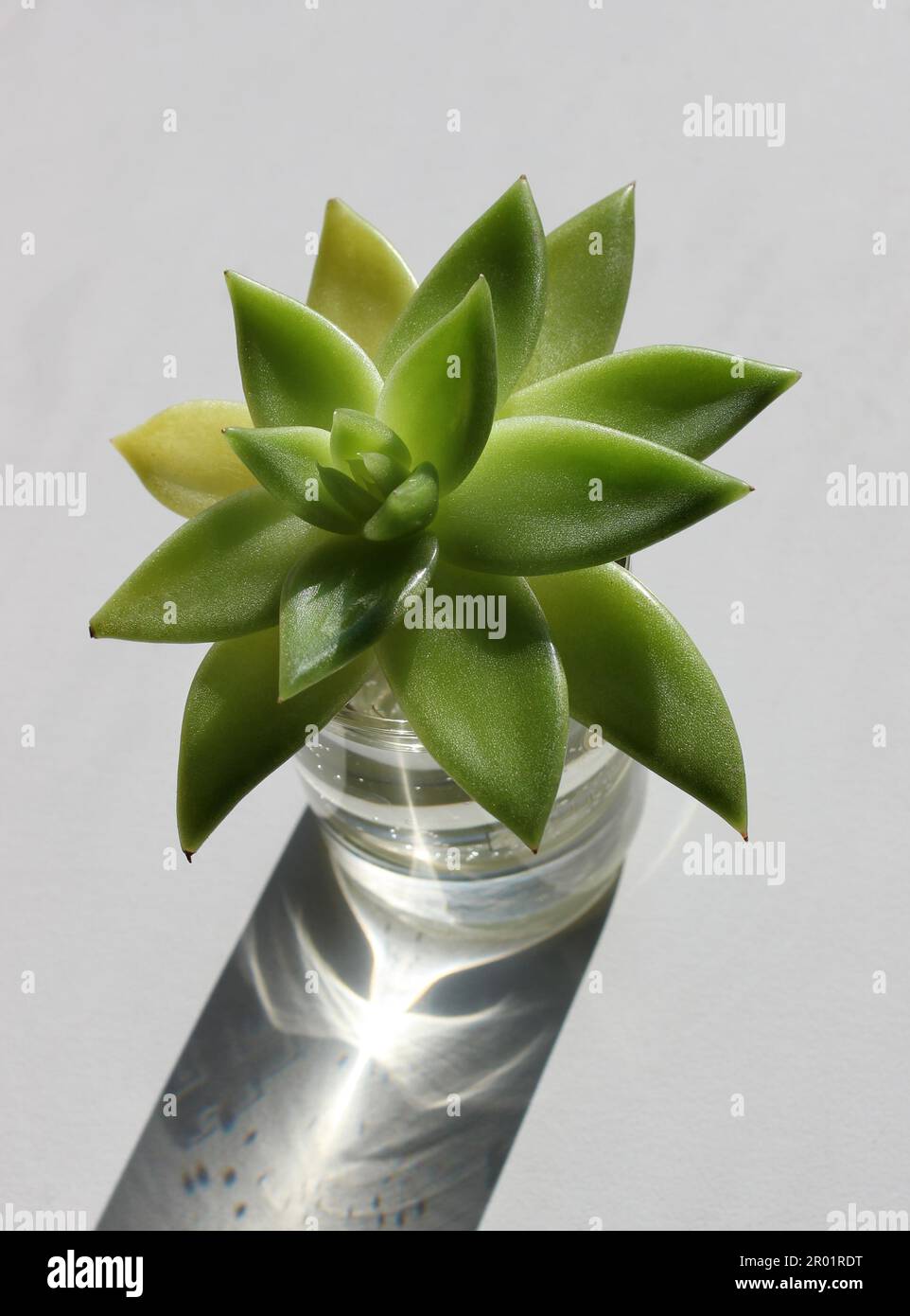 Plante germe avec des feuilles vertes dans un verre avec de l'eau prendre une racine sous la lumière du soleil Banque D'Images