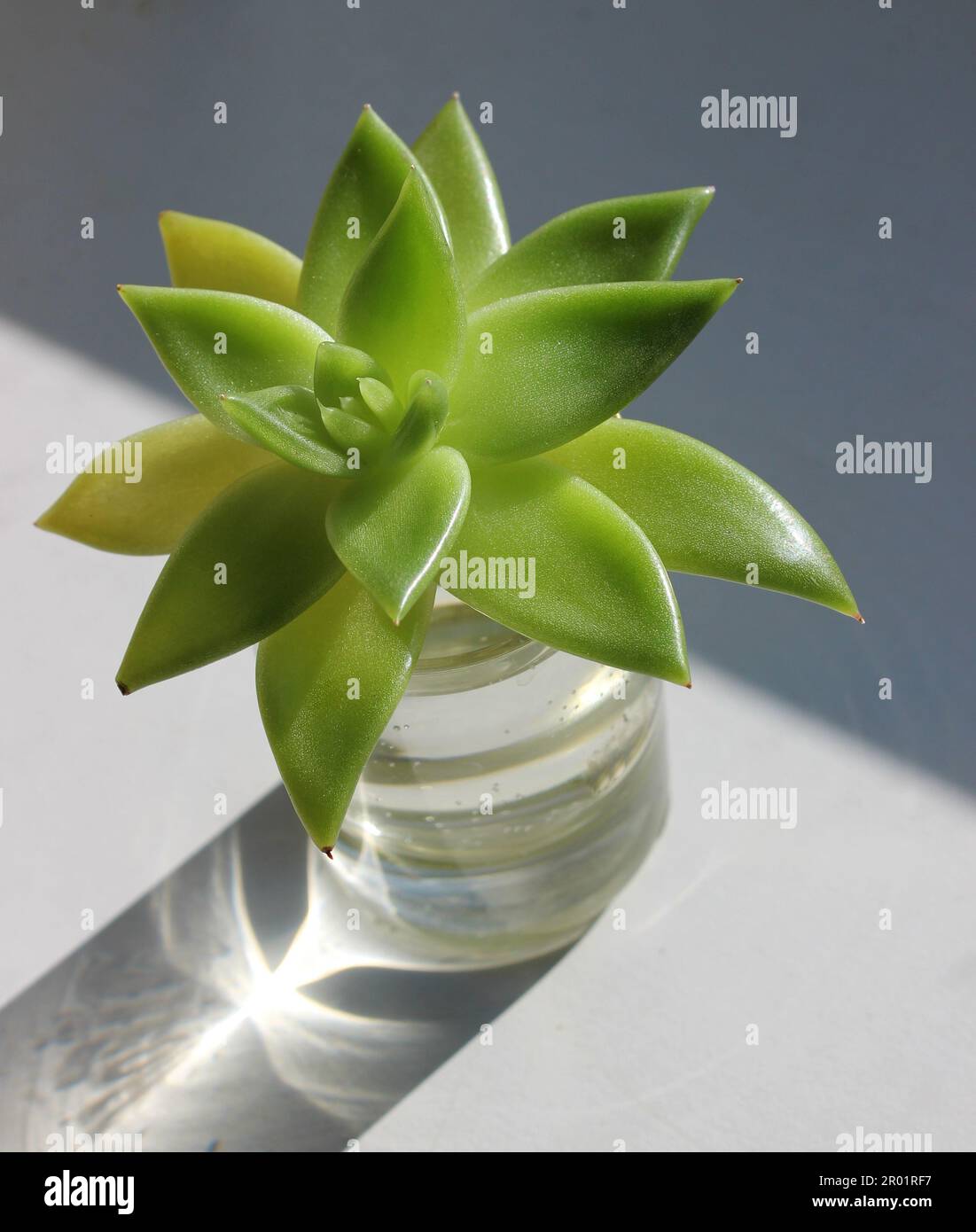 L'ombre du soleil de verre avec Un Sprout de plante décorative prend racine Banque D'Images