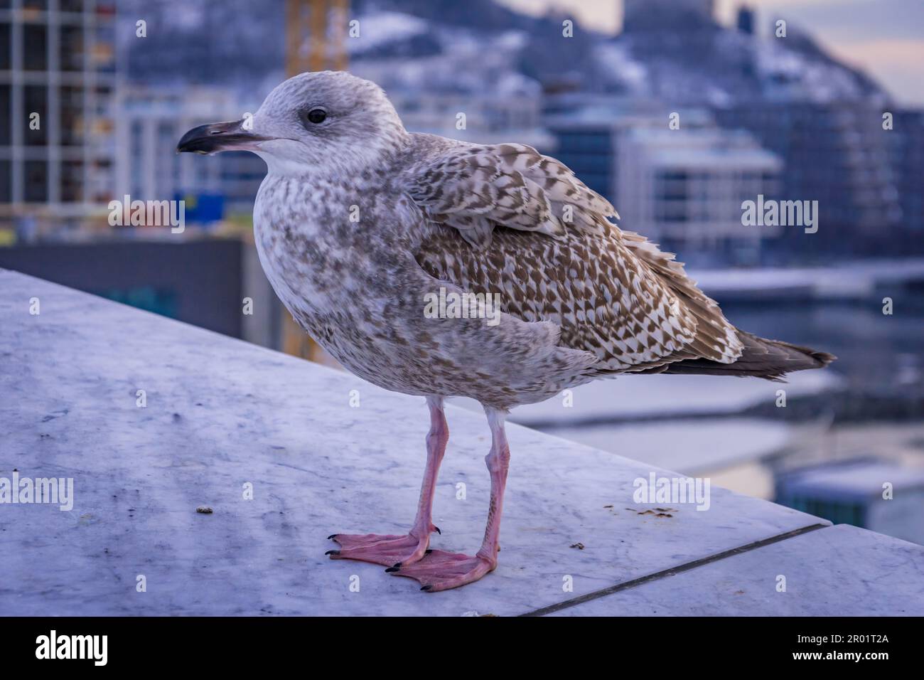 Jeune Goéland à harengs européen Larus argentatus Seagull se tenant à gauche en hiver sur la neige. Banque D'Images