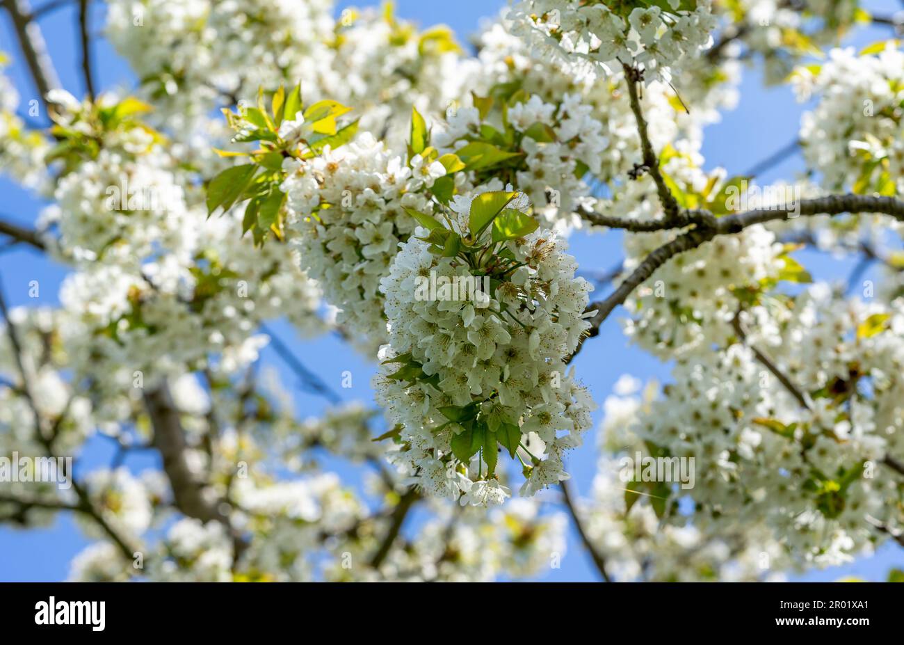 cerisier fleuri au printemps Banque D'Images