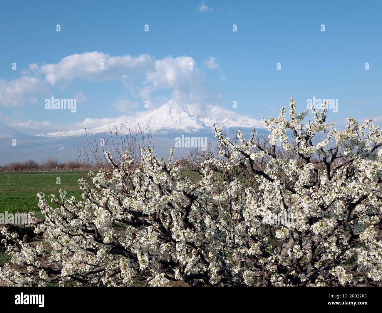 Fruit Tree est abloom sur le fond de la montagne Ararat couverte de neige, foyer sélectif. L'abricot fleurit Banque D'Images