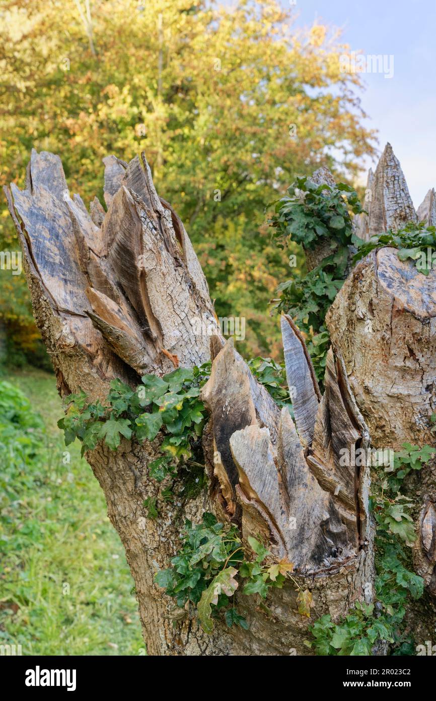 Arbre mort avec un tronc debout ou monolithe avec des coupes profondes de coronet sur la souche pour reproduire les plaies de fracture naturelle pour encourager la colonisation des organismes Banque D'Images