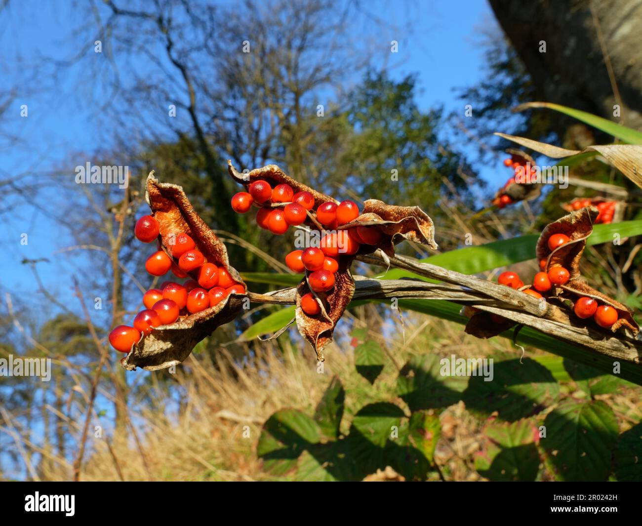 Iris stinking (Iris foetidissima), gousses de graines de baies mûres sur une pente boisée humide, Somerset, Royaume-Uni, janvier. Banque D'Images