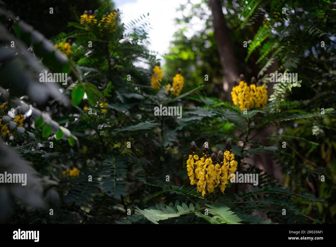 Papier peint été nature. Fleurs jaunes de senna africaine ou de cassia de beurre d'arachide Banque D'Images