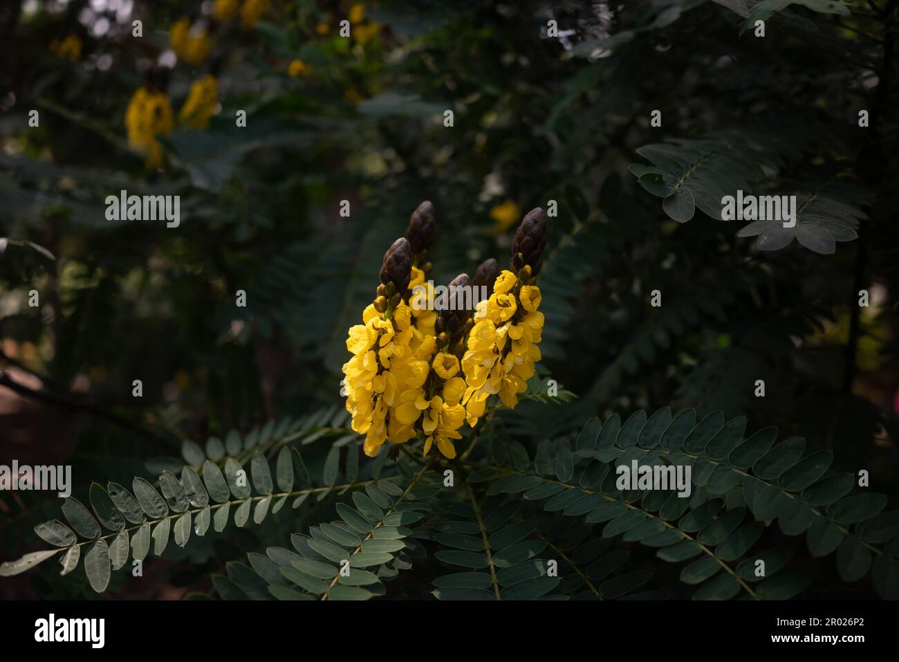 Papier peint été nature. Fleurs jaunes de senna africaine ou de cassia de beurre d'arachide Banque D'Images