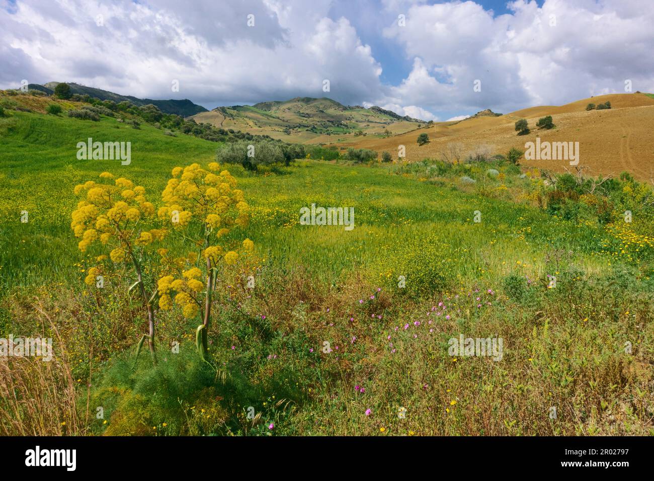 Paysage de printemps de Sicile avec fleurs jaunes de Ferula communis, Italie Banque D'Images