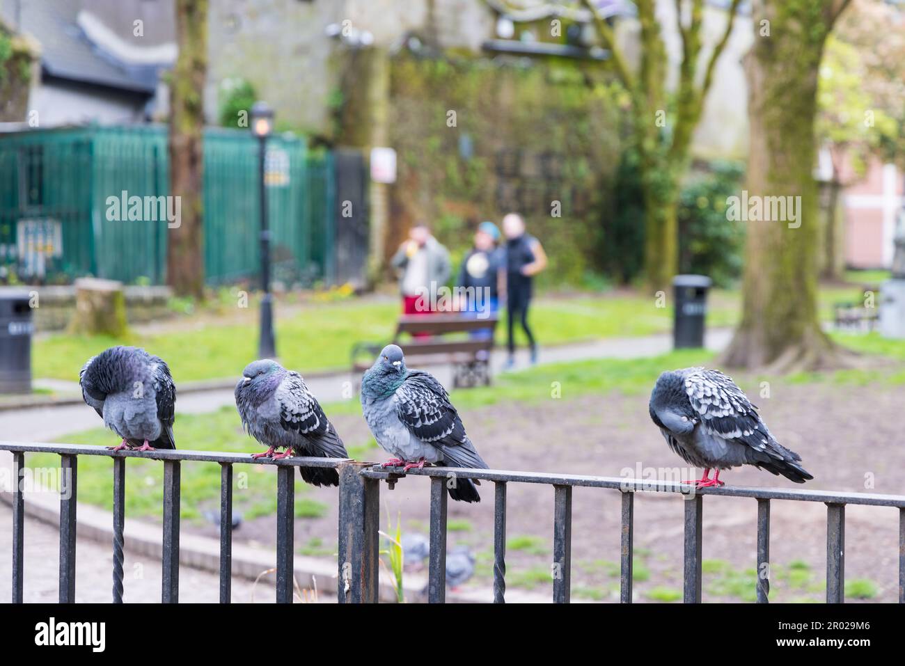 Pigeons dans le parc Bishop Lucey à Cork dans la province de Munster en Irlande en Europe Banque D'Images