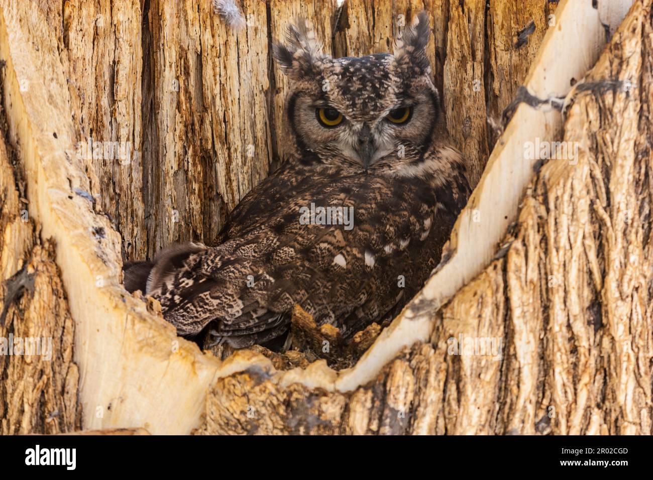 Nom complet: Aves Strigiformes Strigidae (Bubo Africanus) Banque D'Images