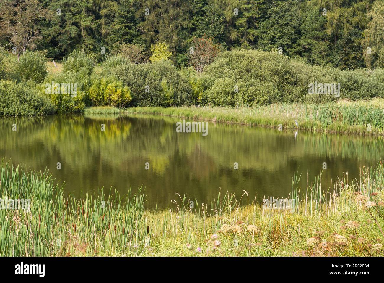 Héron cendré au bord du lac Banque D'Images