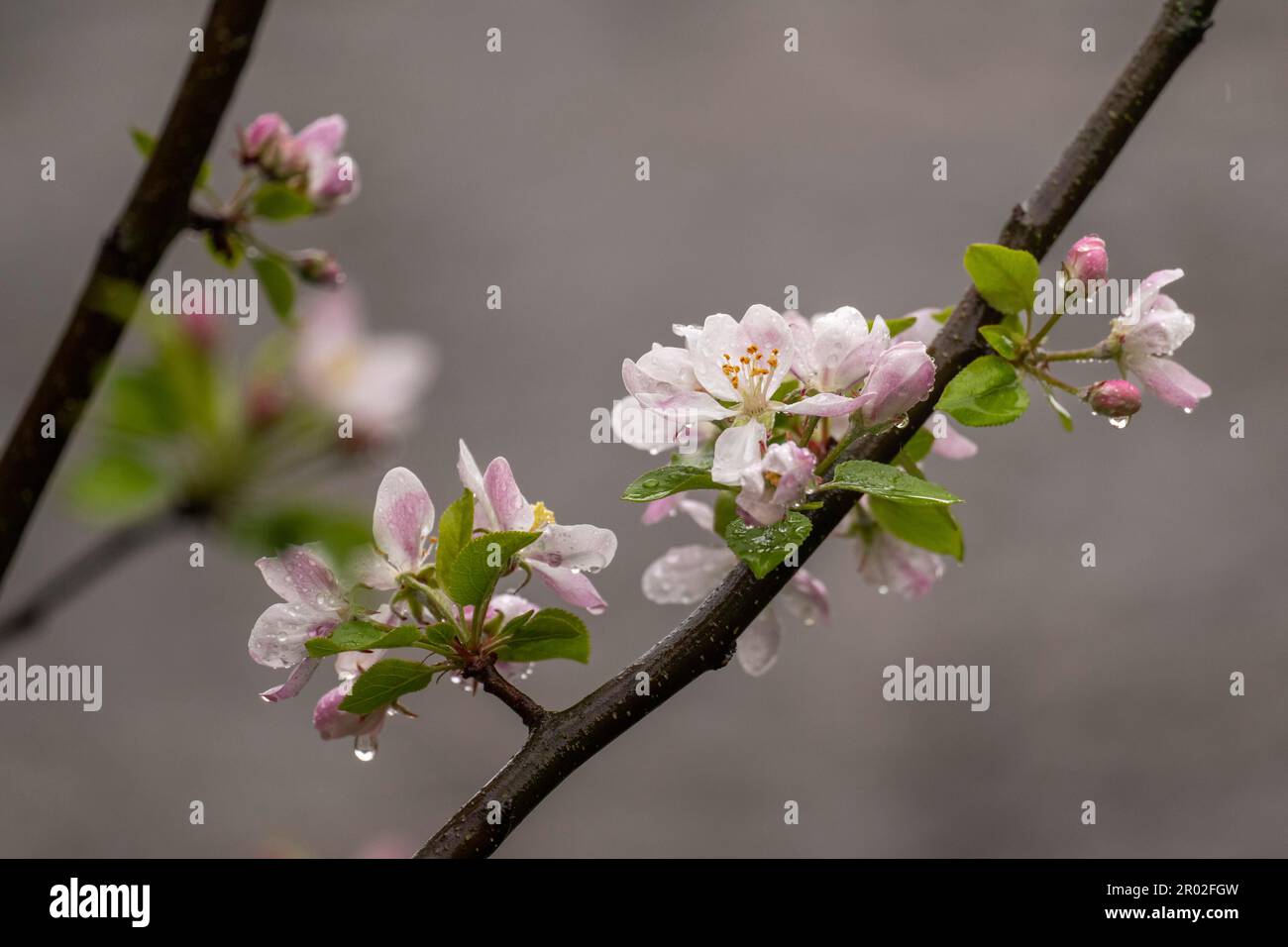 Pomme (Malus domestica) au printemps, raindrops, Allemagne Banque D'Images