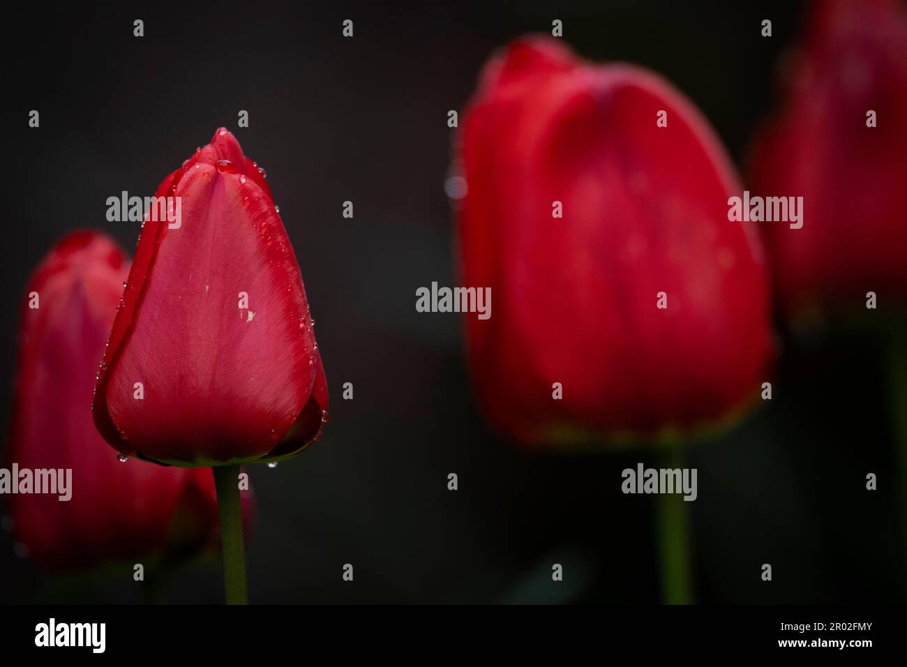 Tulipes rouges (Tulipa), raindrops, Stuttgart, Bade-Wurtemberg, Allemagne Banque D'Images