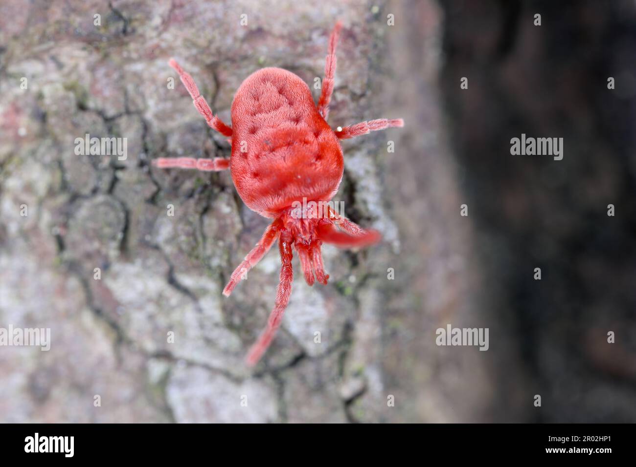 Acarien de velours, acariens rouges, acariens de velours (Trombidium spec., Trombidium cf. Holosericeum), assis sur l'écorce. Banque D'Images