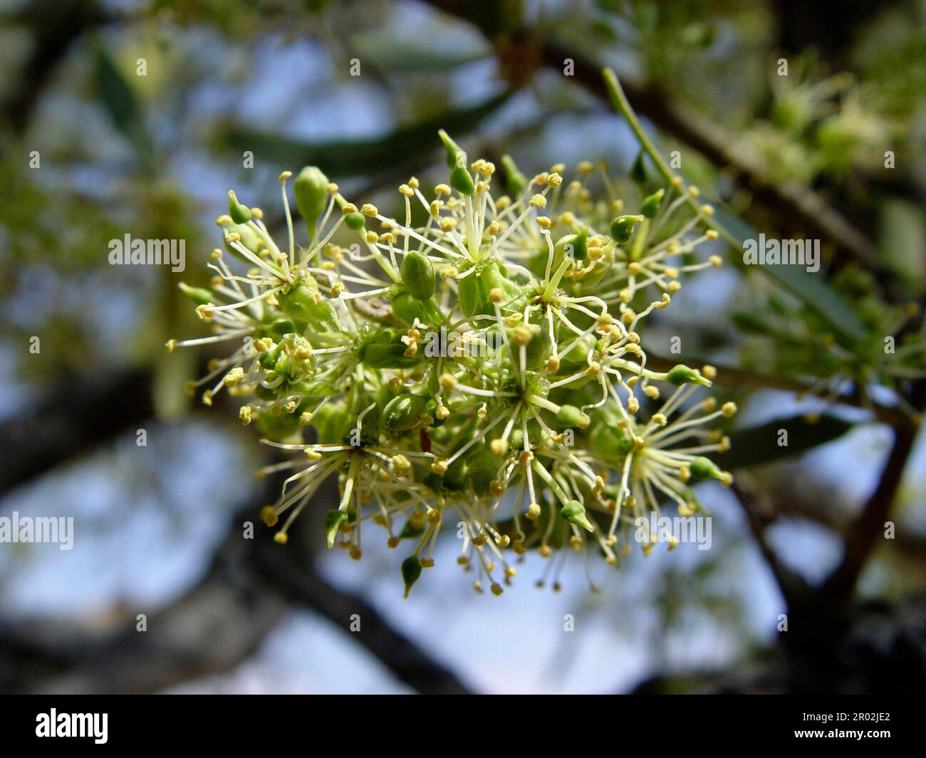 Tronc blanc, arbre Witgat, arbre de berger, arbre de berger Banque D'Images