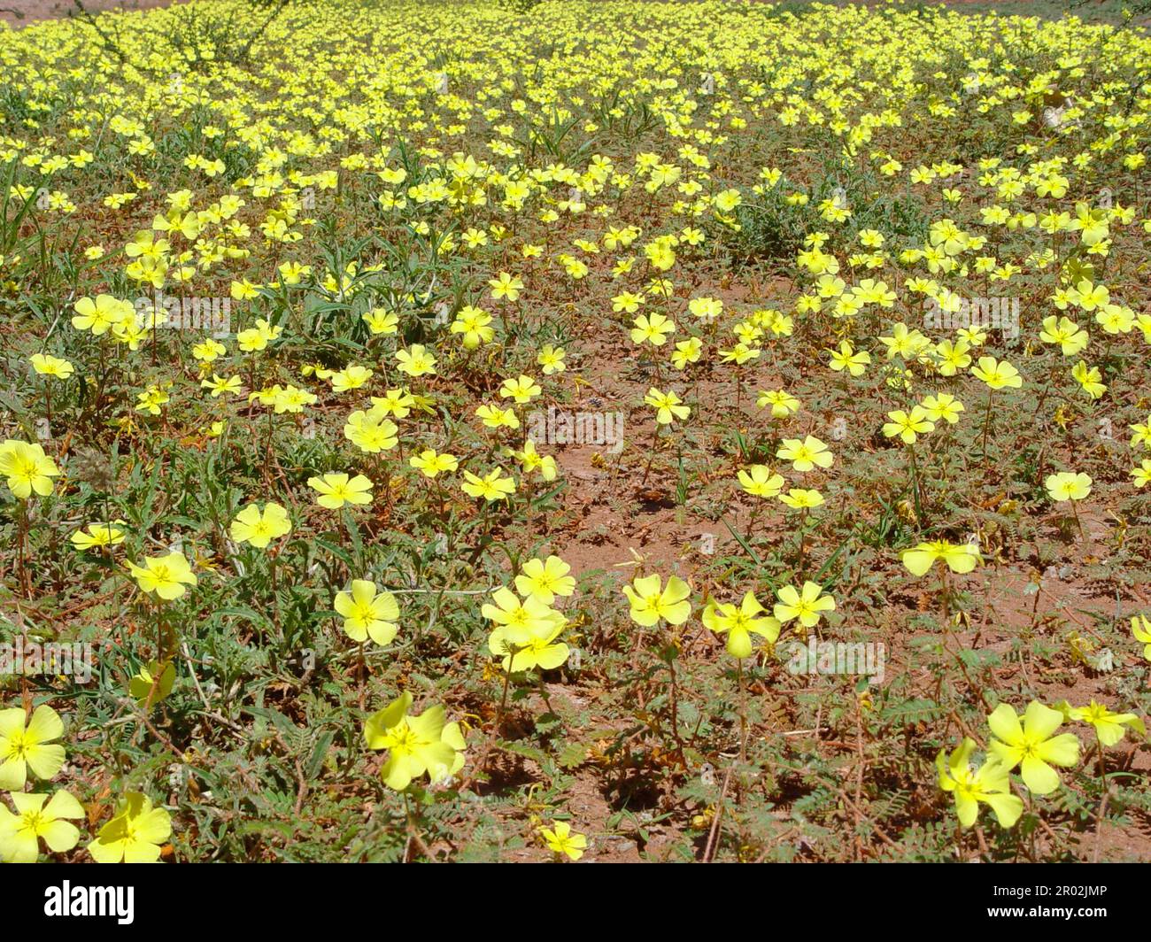 Tribulus terrestre Banque D'Images