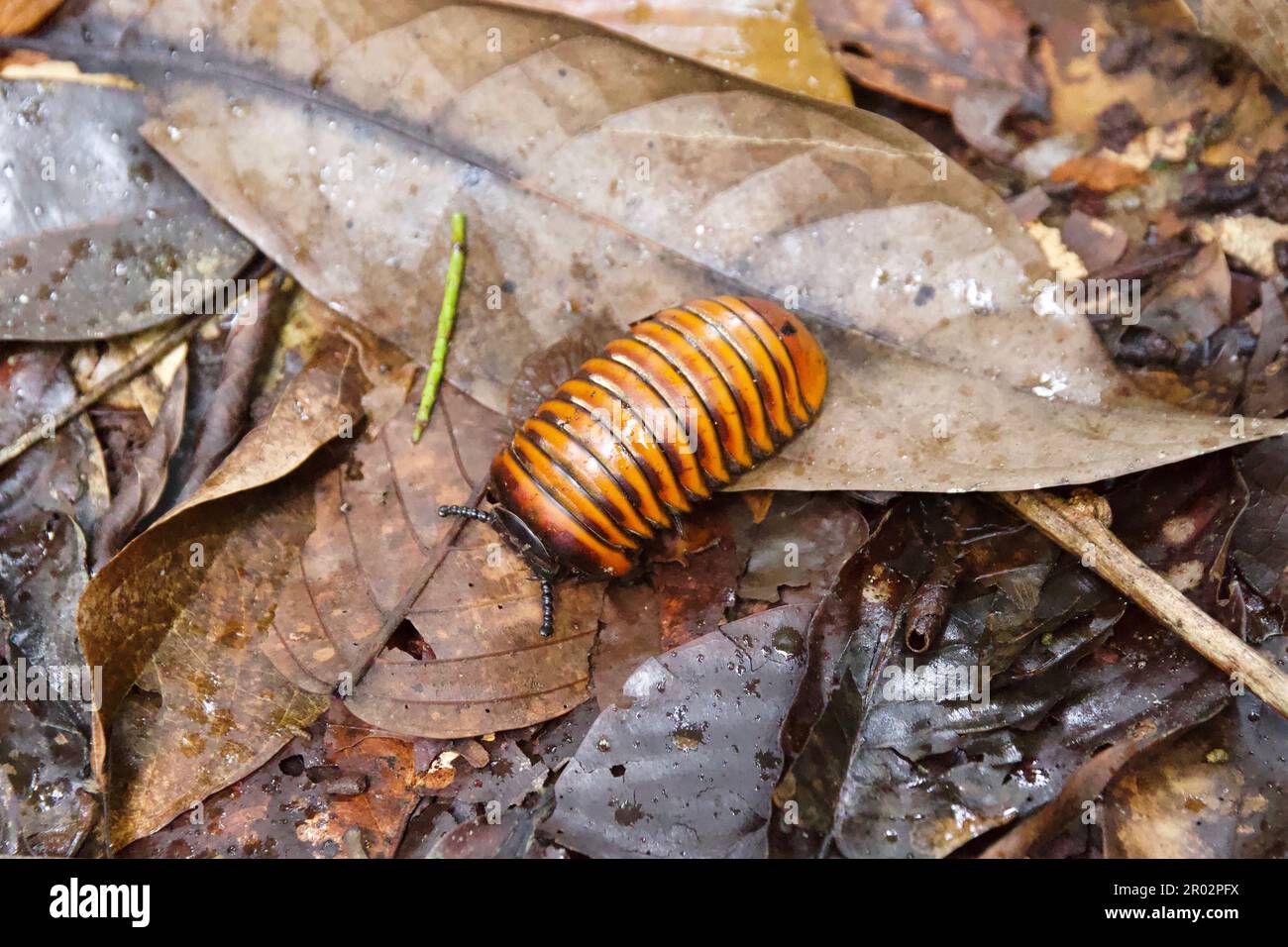 Pilule millipede sur les feuilles brunes à Bornéo Banque D'Images