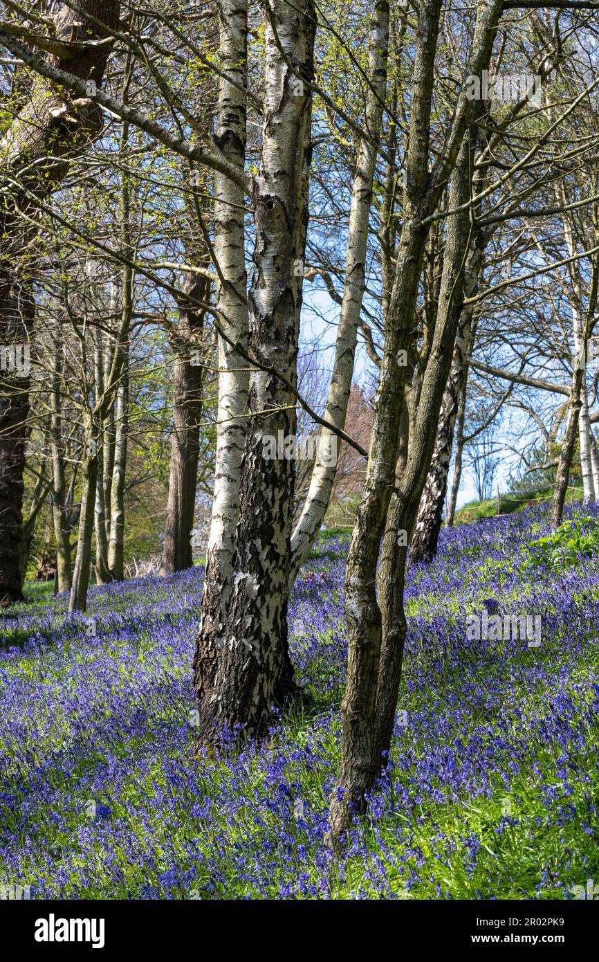 Paysage attrayant de fleurs bluebell dans la zone boisée de Emmitt's Garden, IDE Hill, Sevenoaks, Kent, Angleterre, ROYAUME-UNI. Banque D'Images