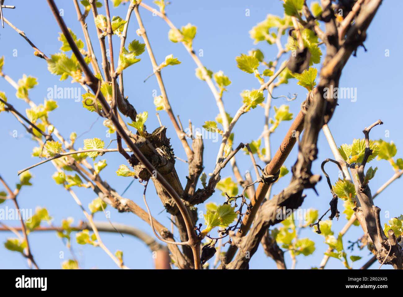 Branche de raisins avec de jeunes feuilles sur fond bleu ciel. Jardin de printemps. La beauté dans la nature, gros plan. Végétation. Paysage de vignoble. Banque D'Images