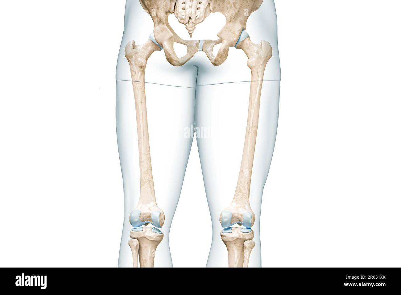 Fémur ou triangle avec contours du corps de la cuisse vue arrière 3D illustration de rendu isolée sur blanc avec espace de copie. Anatomie du squelette humain, dia. Médical Banque D'Images