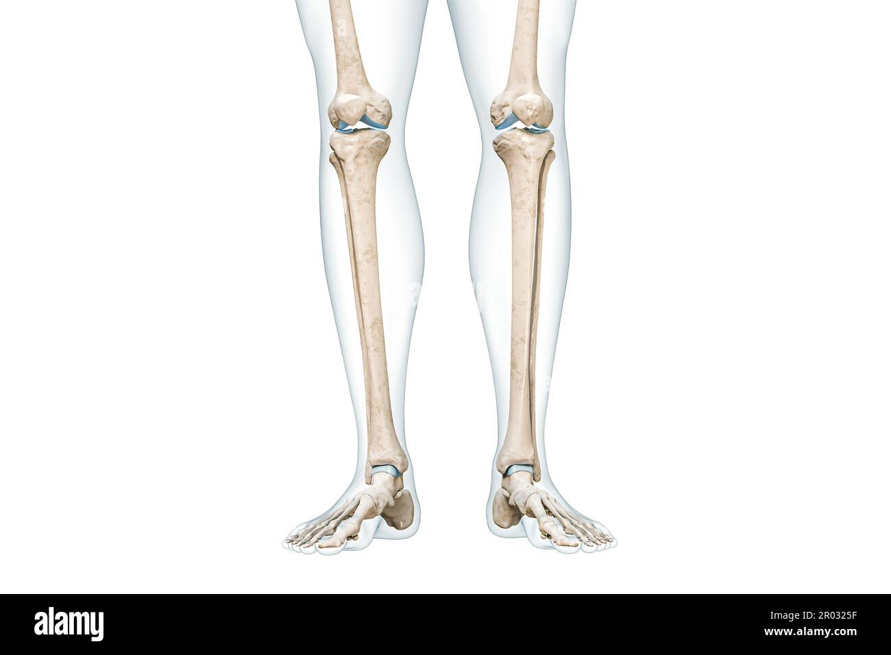 Tibia ou os de tibia avec contours de corps de mollet vue avant 3D illustration de rendu isolée sur blanc avec espace de copie. Anatomie du squelette humain, dia. Médical Banque D'Images