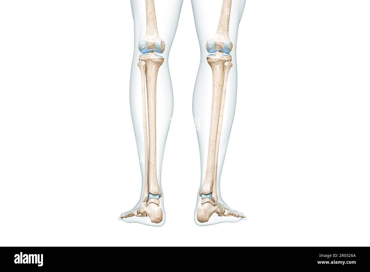 Tibia ou os de tibia avec contours de corps de mollet vue arrière 3D illustration de rendu isolée sur blanc avec espace de copie. Anatomie du squelette humain, diagnostic médical Banque D'Images