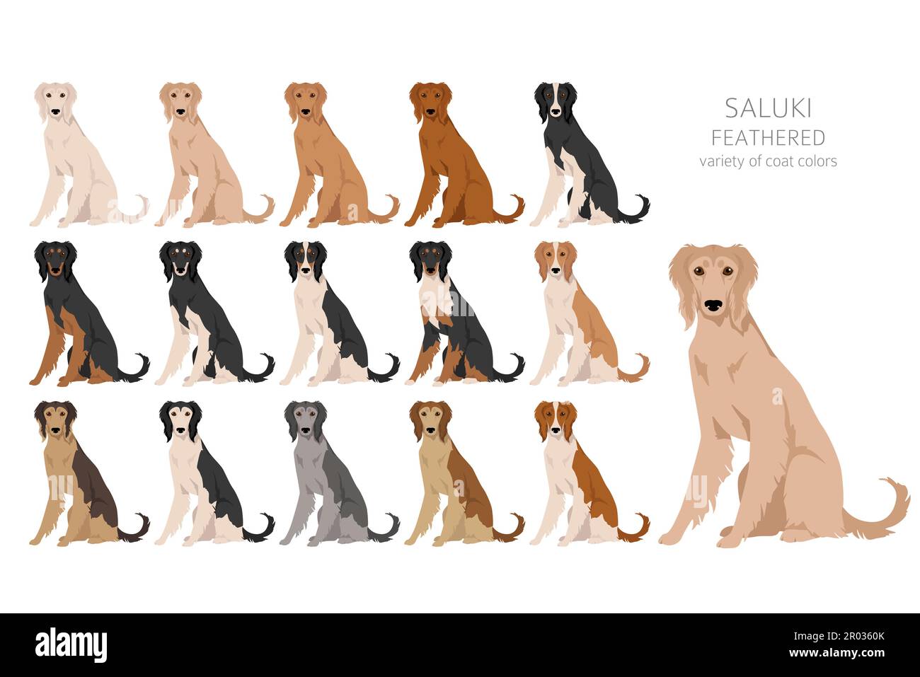 Falaise à plumes Saluki. Différentes poses, ensemble de couleurs de pelage. Illustration vectorielle Illustration de Vecteur