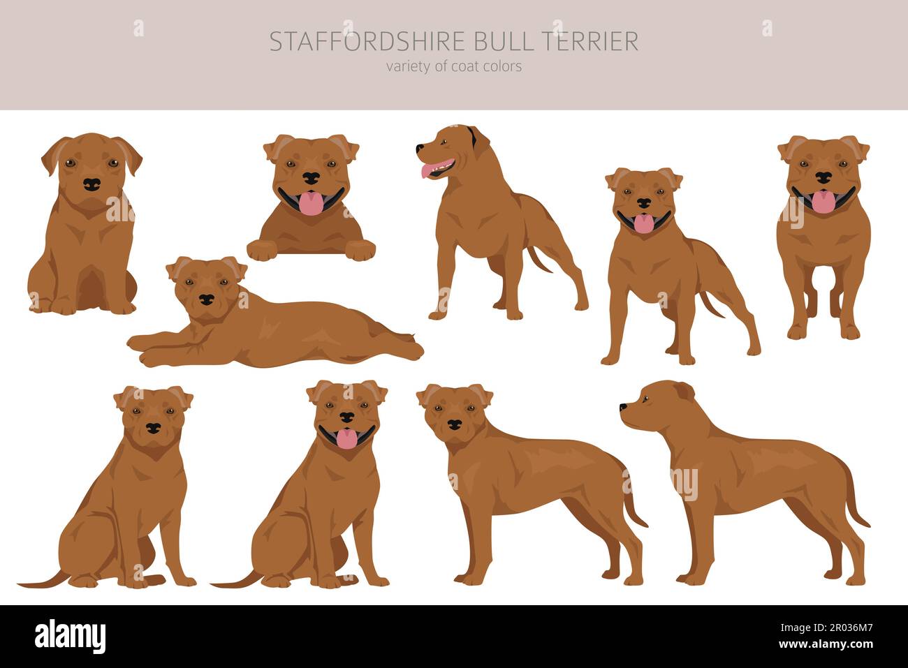 Staffordshire Bull Terrier. Différentes variaties de couleur de pelage Bully Dogs Set. Illustration vectorielle Illustration de Vecteur