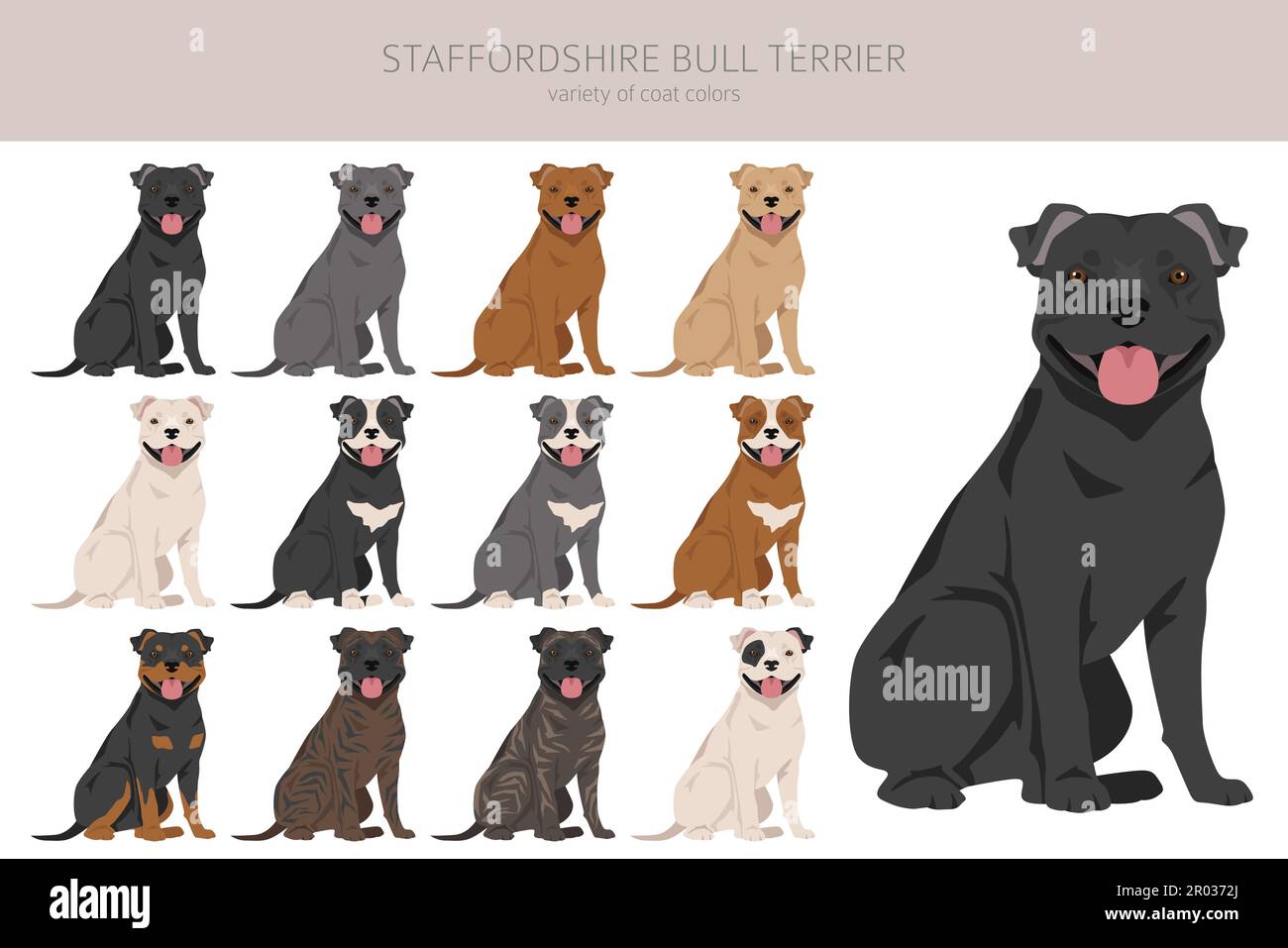 Staffordshire Bull Terrier. Différentes variaties de couleur de pelage Bully Dogs Set. Illustration vectorielle Illustration de Vecteur