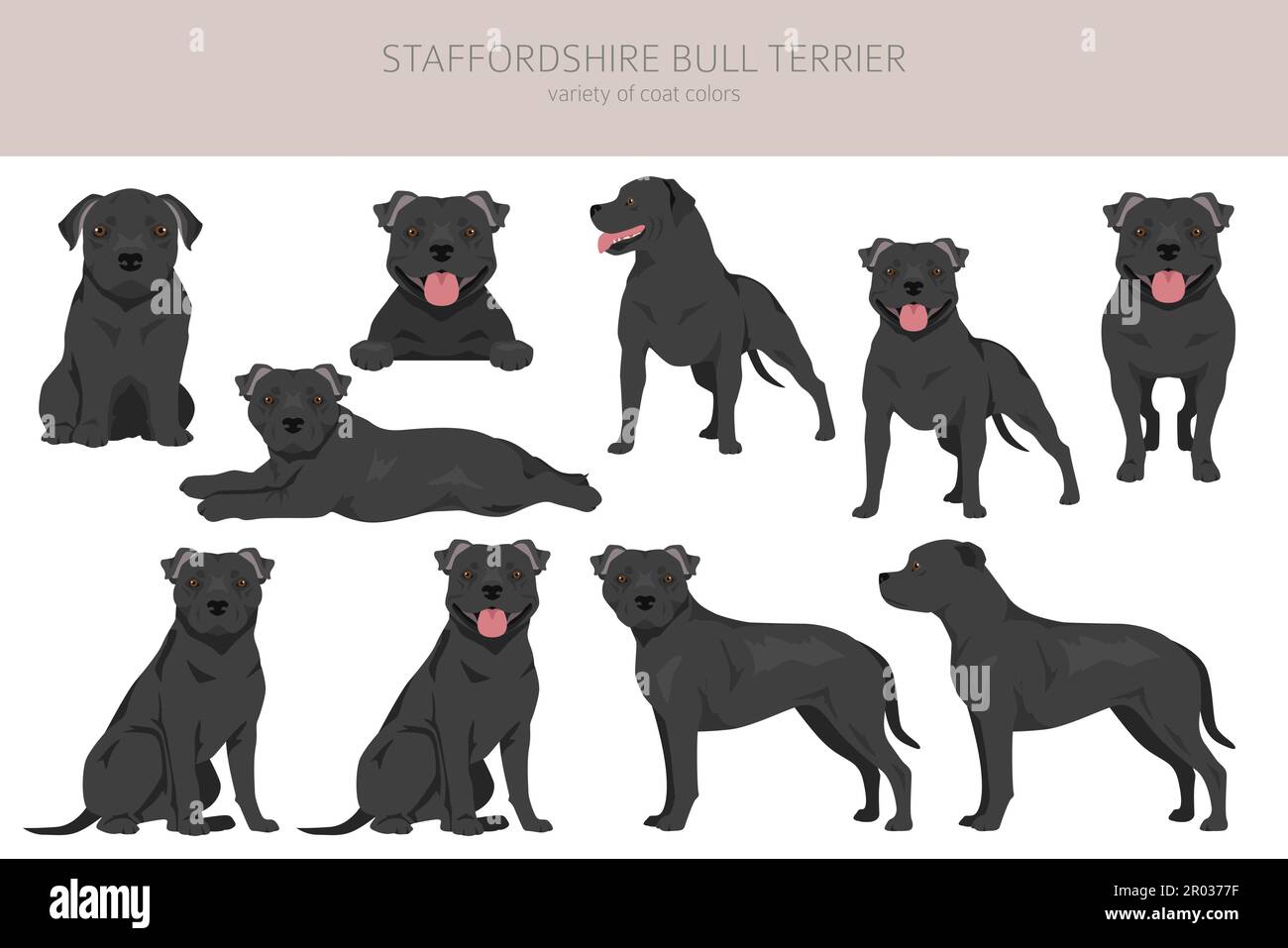 Staffordshire Bull Terrier. Différentes variaties de couleur de pelage Bully Dogs Set. Illustration vectorielle Illustration de Vecteur