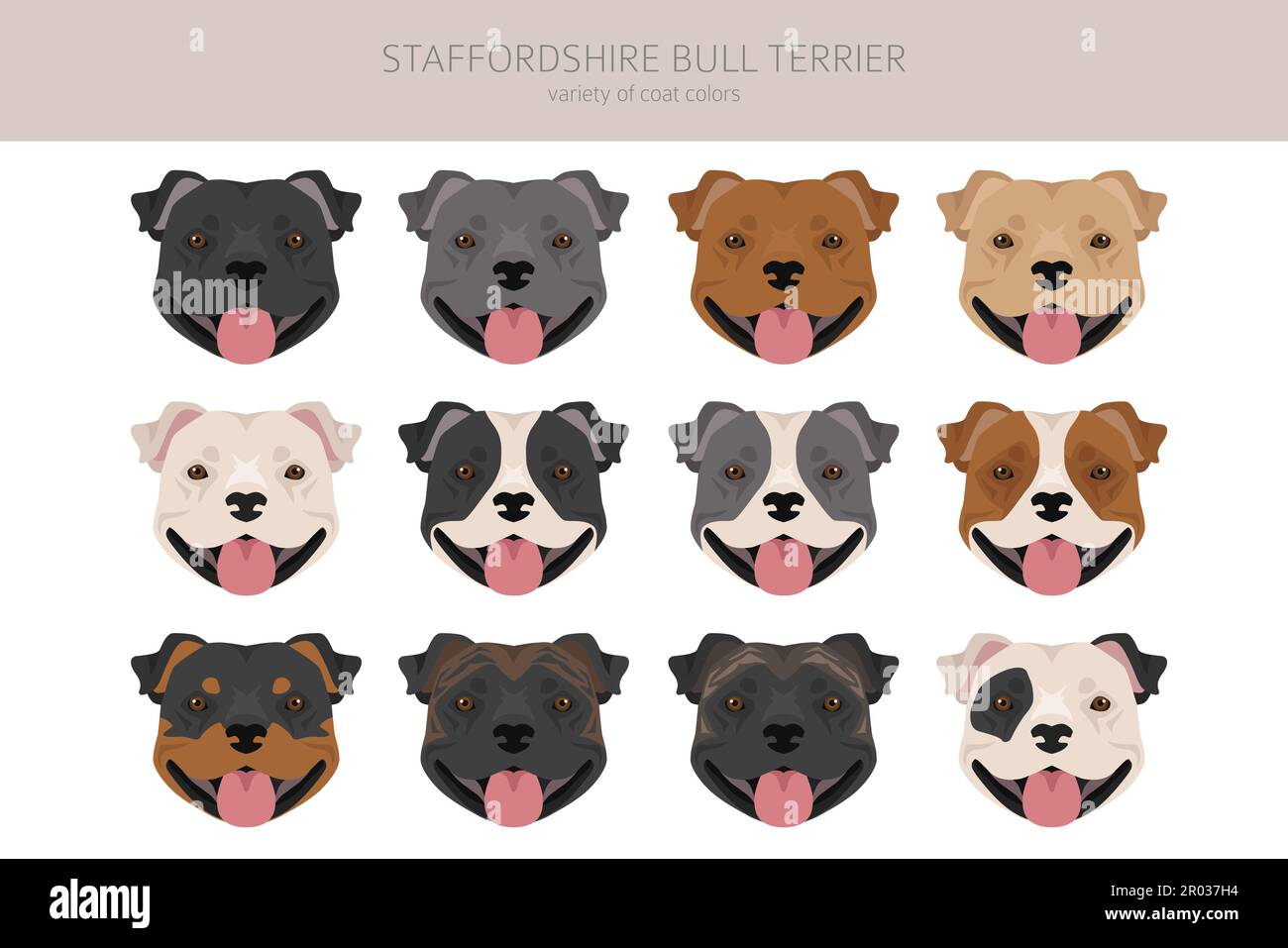 Staffordshire Bull Terrier. Différentes variaties de couleur de pelage Bully Dogs Set. Illustration vectorielle Illustration de Vecteur