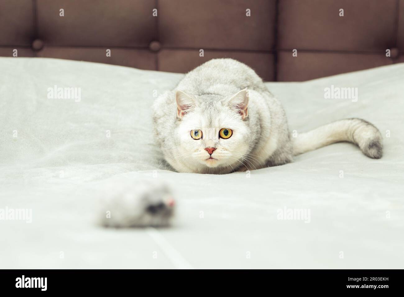 Le chat joue avec une souris jouet. Chat domestique blanc britannique au lit à la maison. Banque D'Images