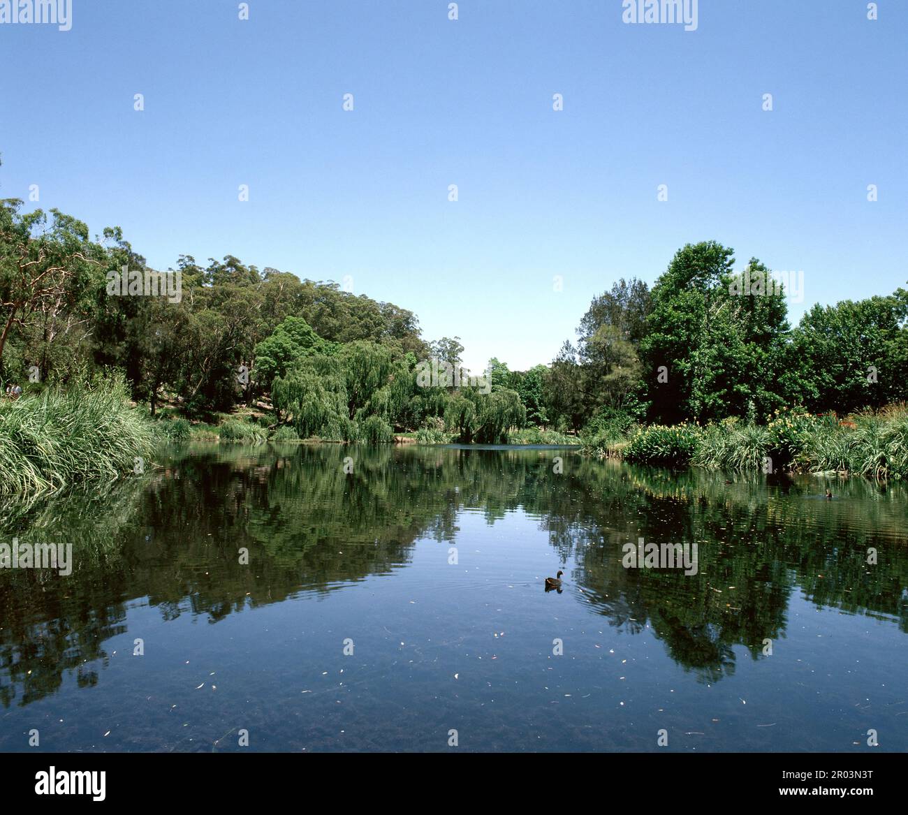 Australie. Sydney. Parc de la rivière Lane Cove. Banque D'Images