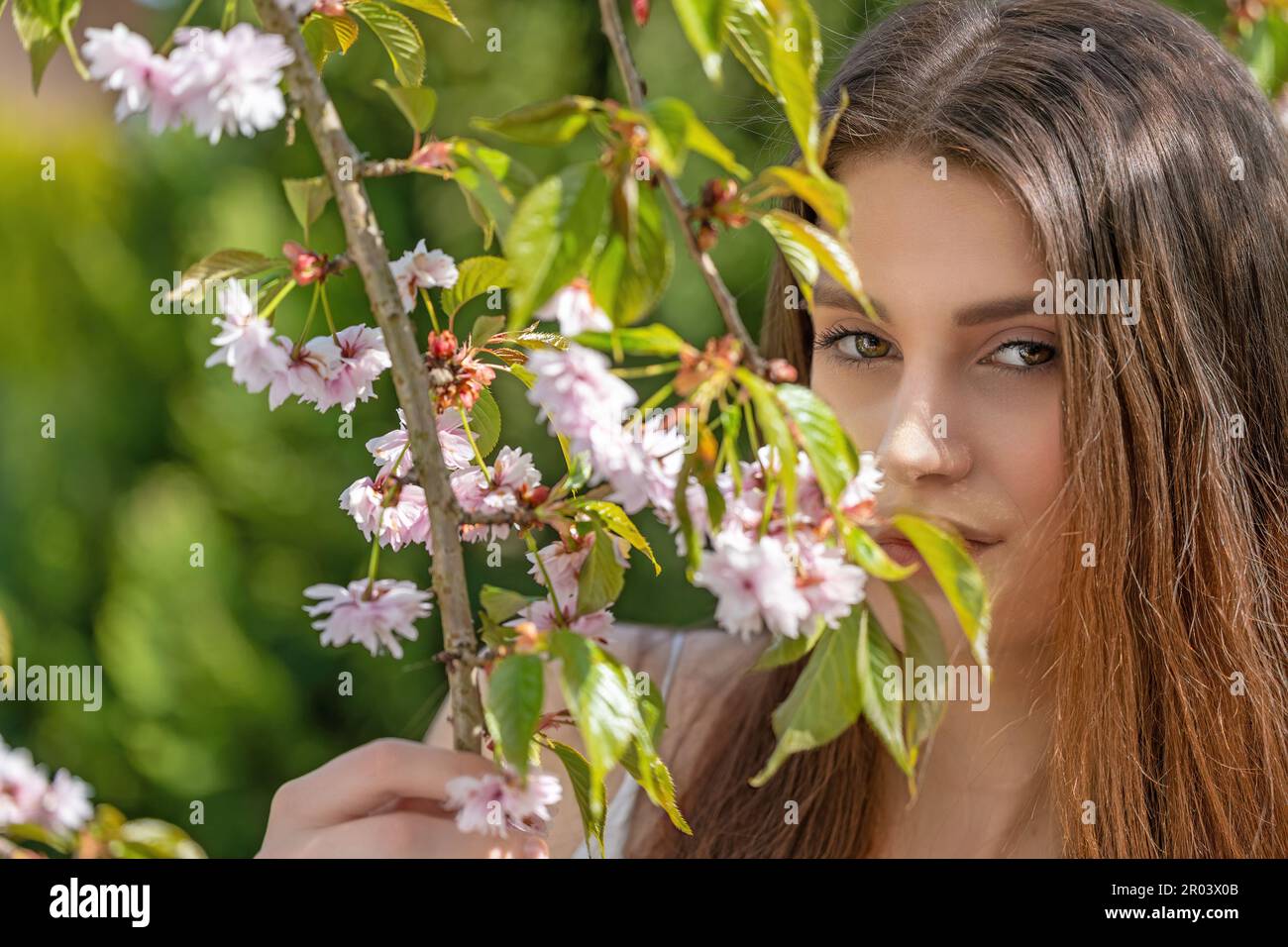 Belle fille de brunette posant sur l'appareil photo partiellement couvert par une branche de cerisiers en fleurs. Horizontalement. Banque D'Images