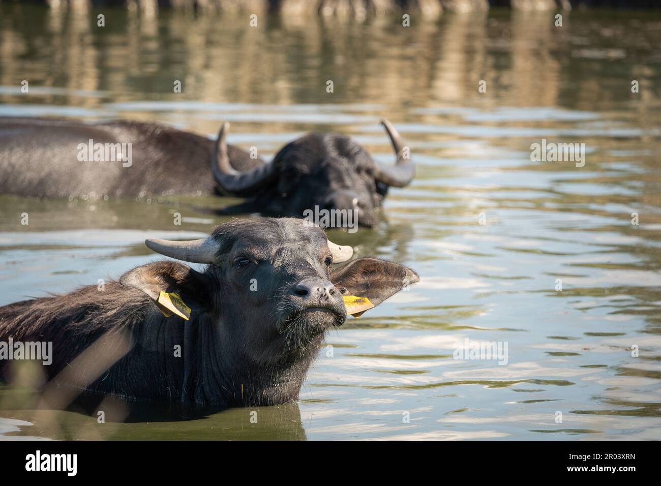 Deux buffles d'eau (Bubalus bubalis) se baignant dans l'eau d'une réserve hongroise. Jour ensoleillé. Banque D'Images