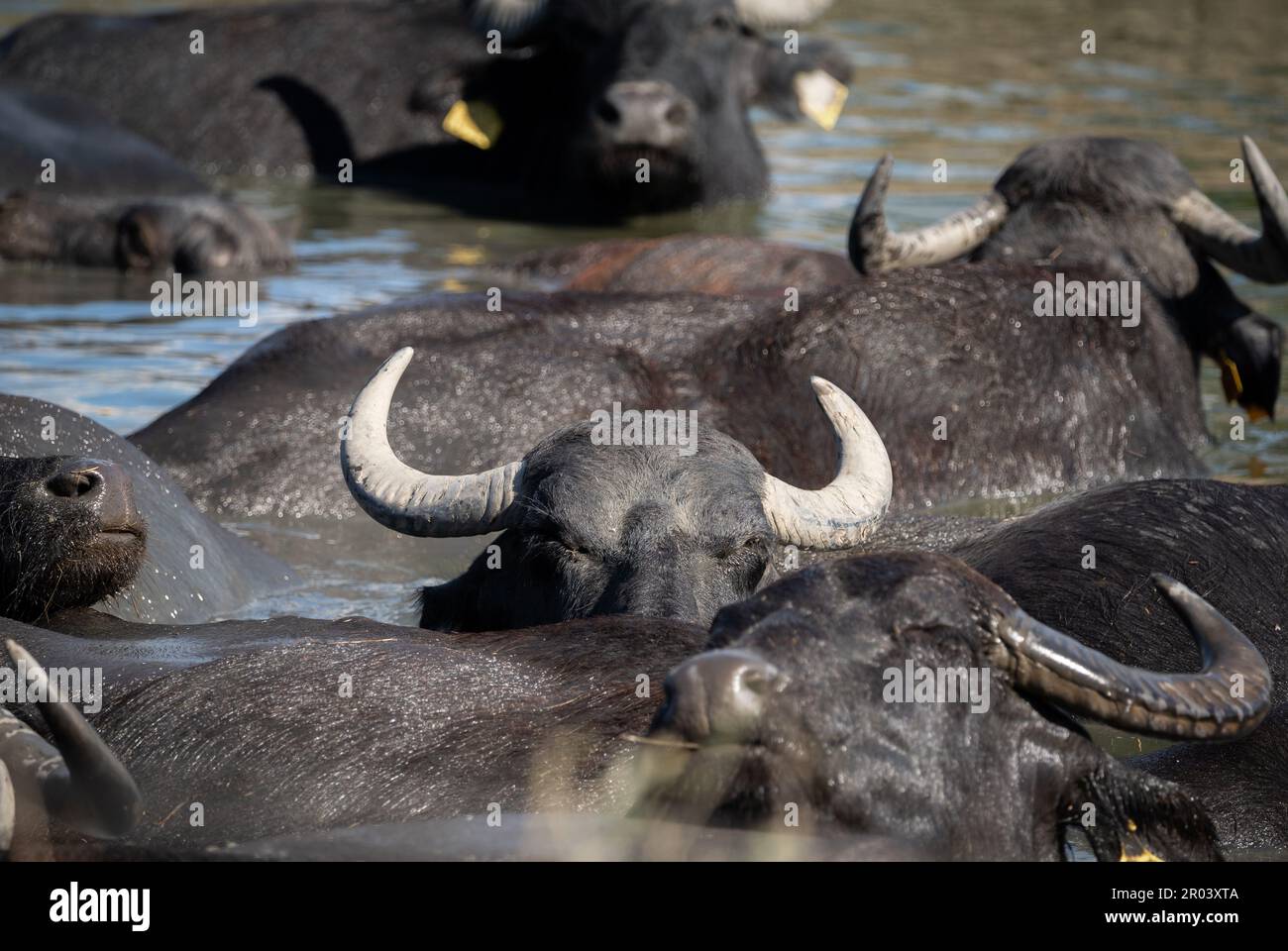 Le troupeau de buffles d'eau (Bubalus bubalis) se rafraîchissent dans l'eau lors d'une chaude journée d'été dans une réserve hongroise. Banque D'Images