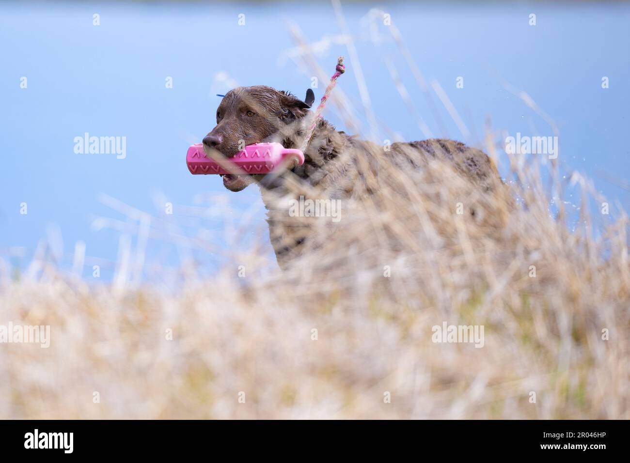 Un Chesapeake Retriever s'entraîne Banque D'Images