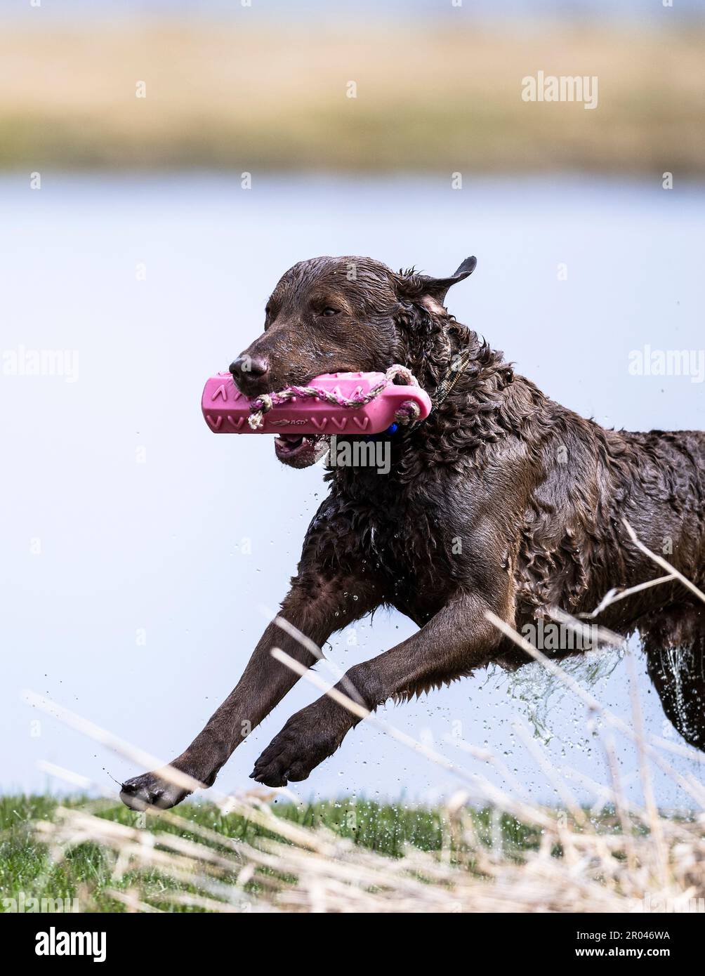 Un Chesapeake Retriever s'entraîne Banque D'Images