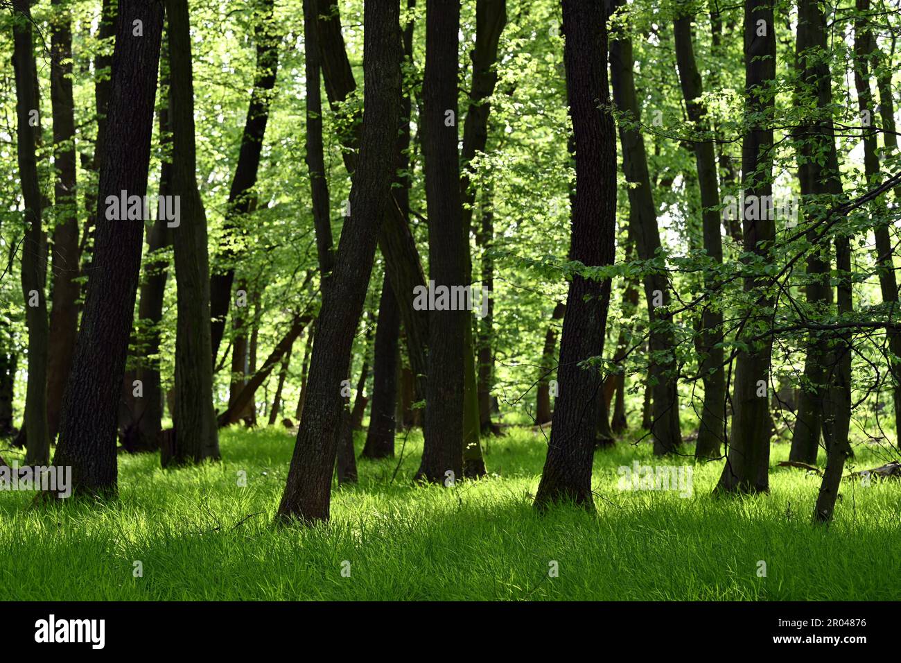 Forêt verdoyante avec de grands arbres et de l'herbe ensoleillée au printemps Banque D'Images
