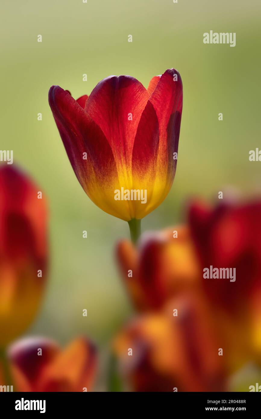 Gros plan de la fleur ensoleillée de Tulipa 'Amber Glow' dans un jardin au printemps Banque D'Images