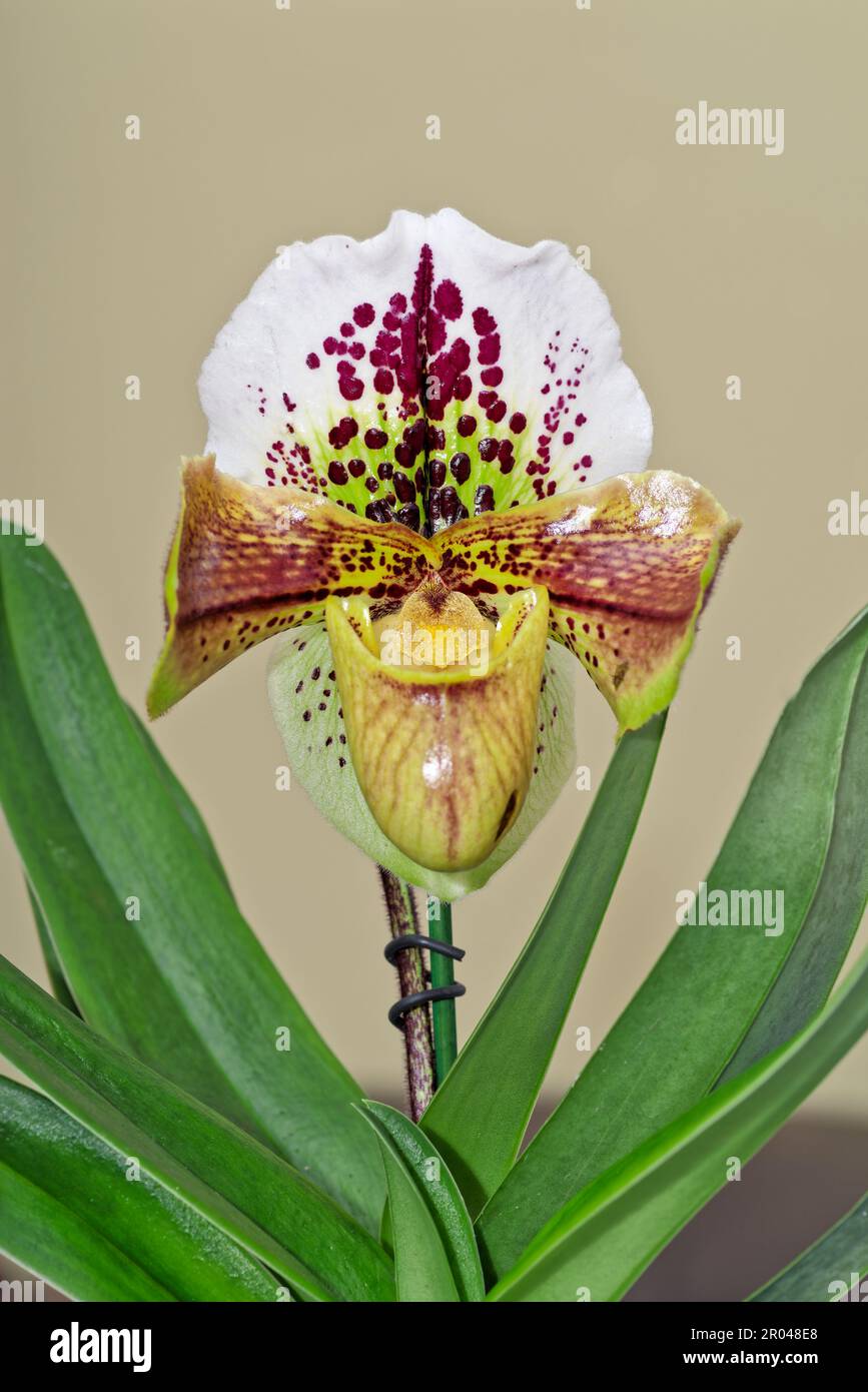 Gros plan de l'orchidée Lady Slipper Paphiopedilum sur fond gris Banque D'Images