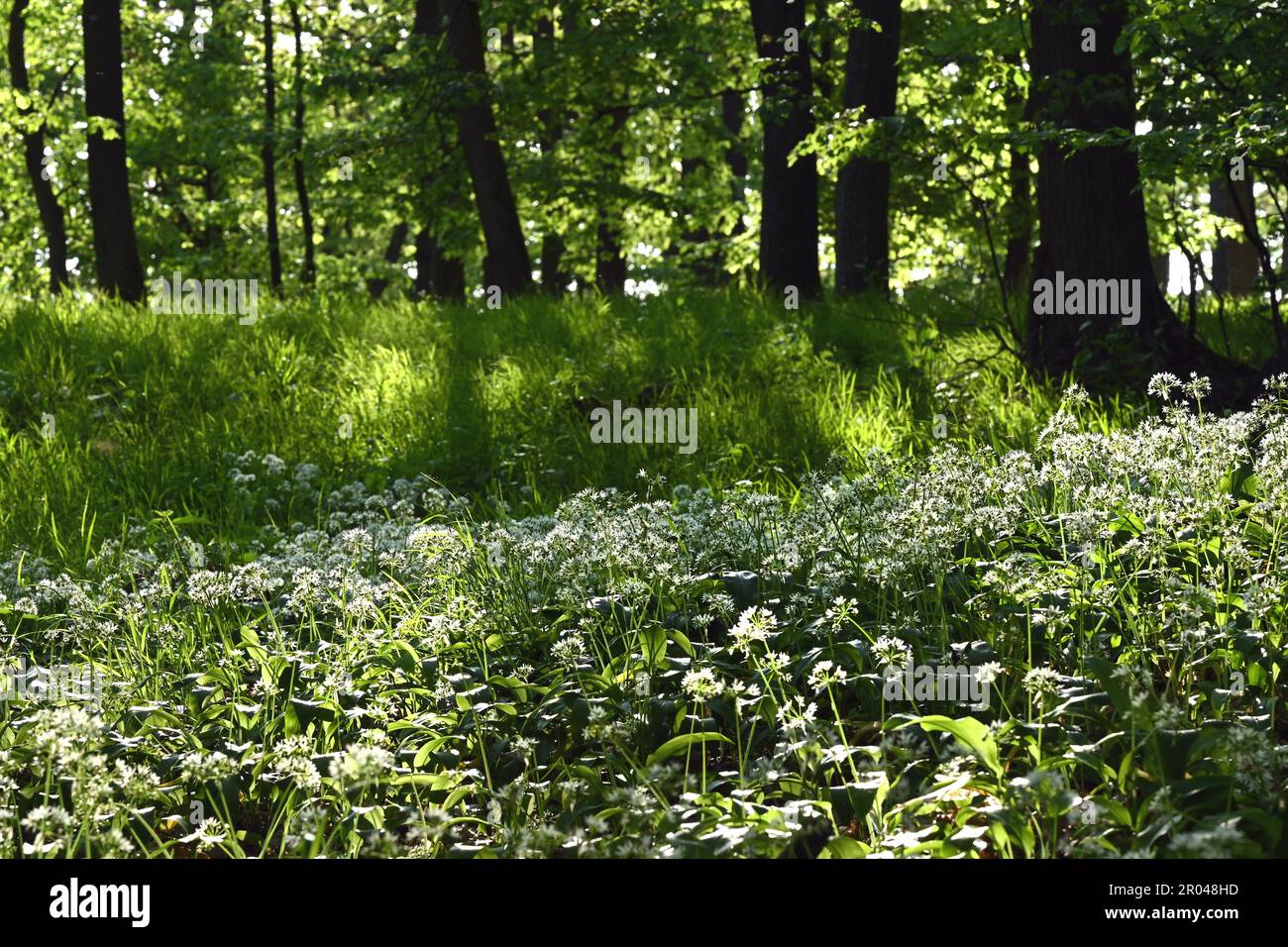 Belle vue sur la forêt avec la lumière du soleil filtrant à travers le feuillage vert, l'herbe et les fleurs d'ail sauvage Banque D'Images