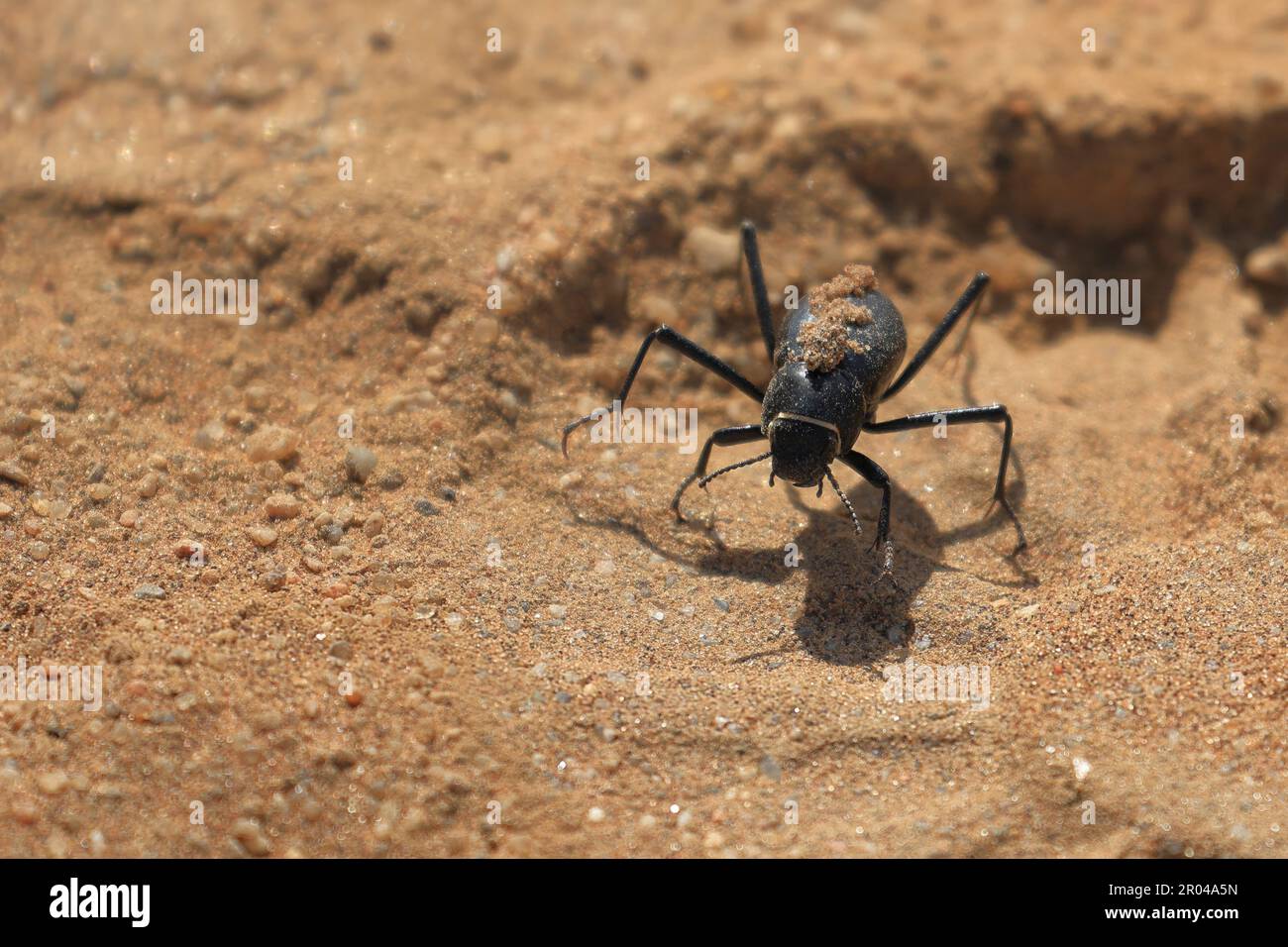 Coléoptère de brouillard dans le désert du Namib, en Namibie Banque D'Images