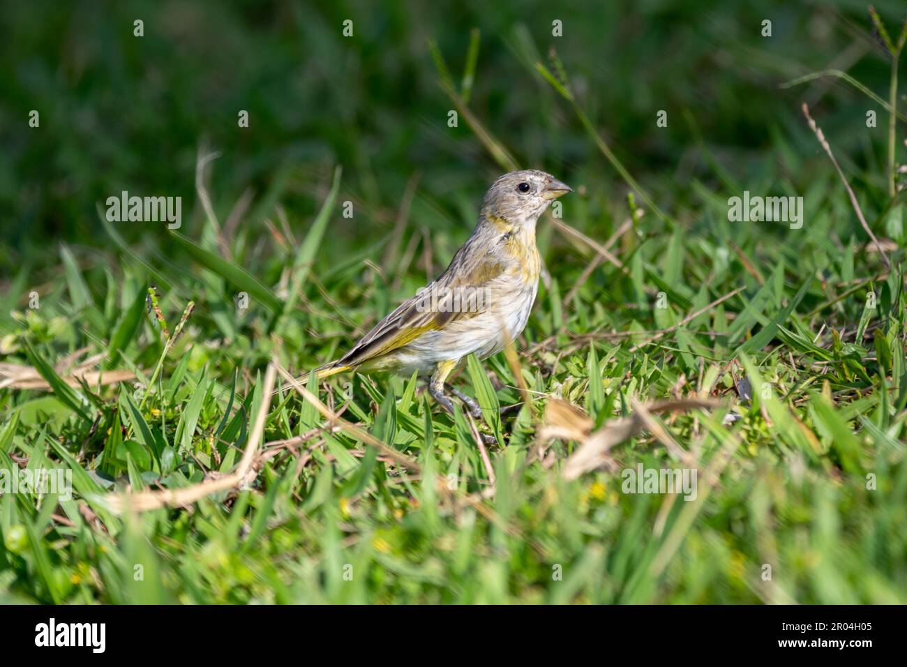 Canary Bird (Sicalis flaveola) isolé en concentration sélective sur le sol Banque D'Images