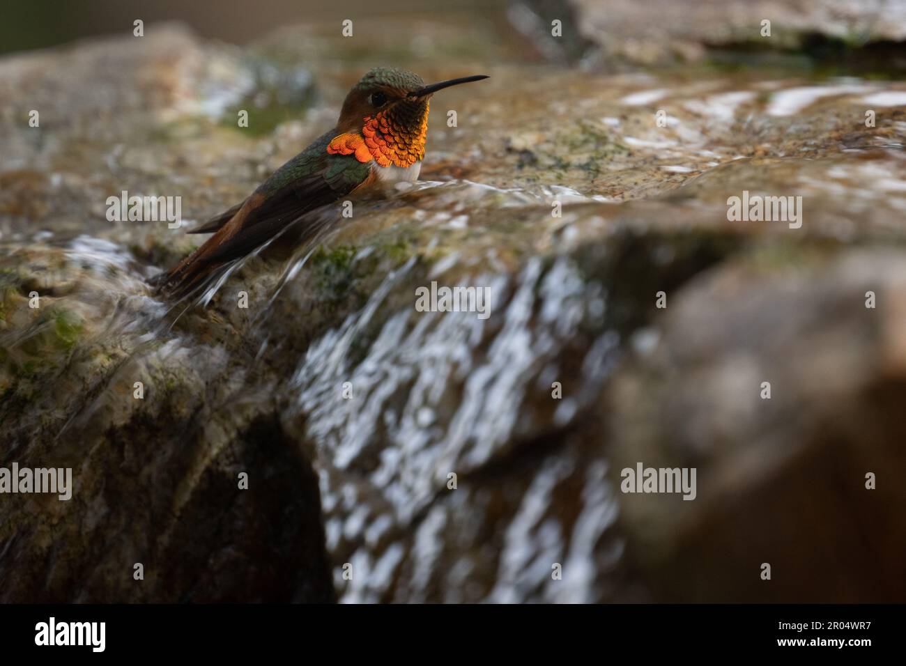 Un colibri mâle d'Allen (Selasphorus sasin) perçant dans l'eau courante, montrant son gorget. Photographié à Santa Barbara, Californie. Banque D'Images