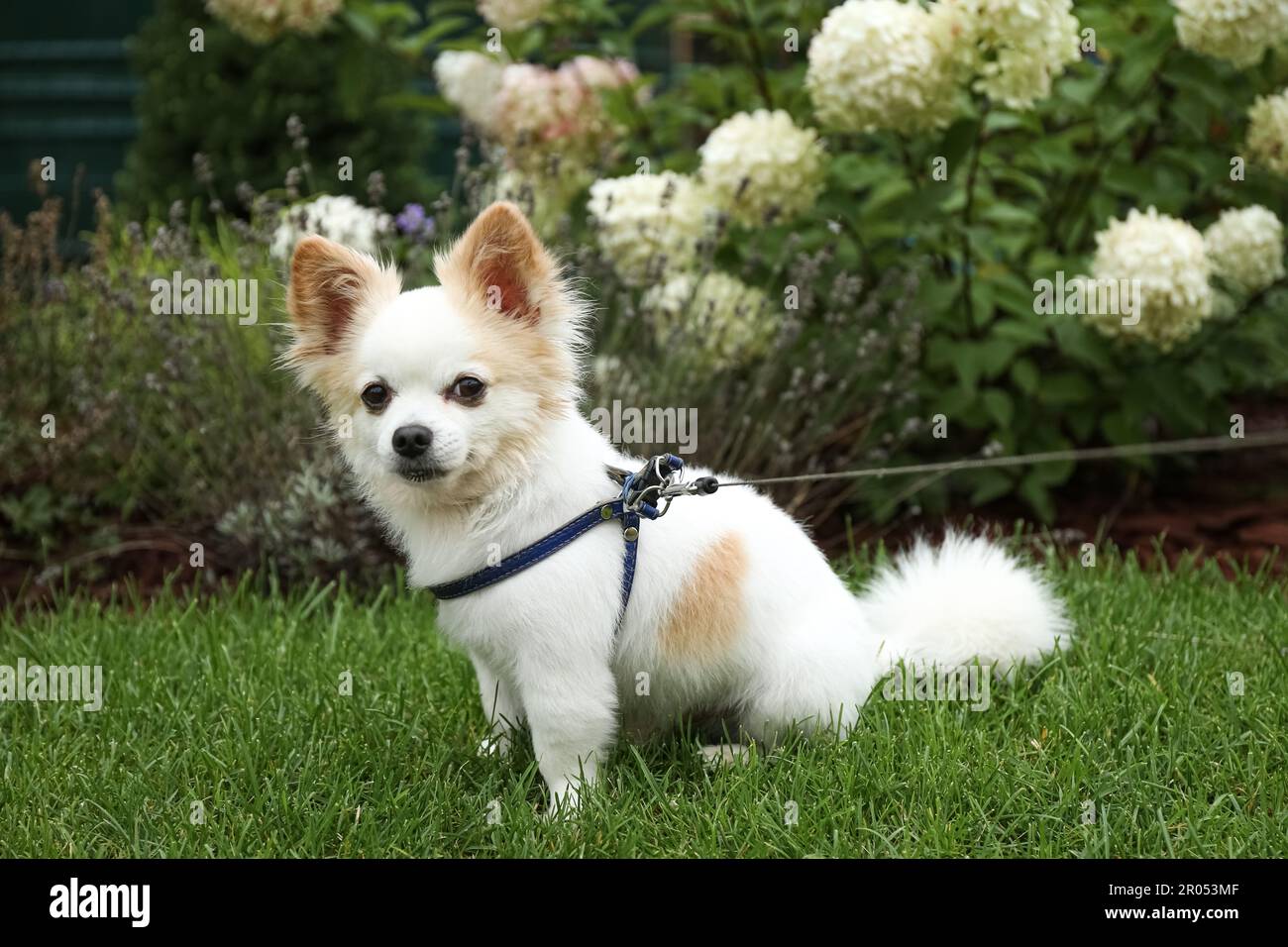 Mignon Chihuahua avec laisse sur l'herbe verte dans le parc. Chien marchant Banque D'Images