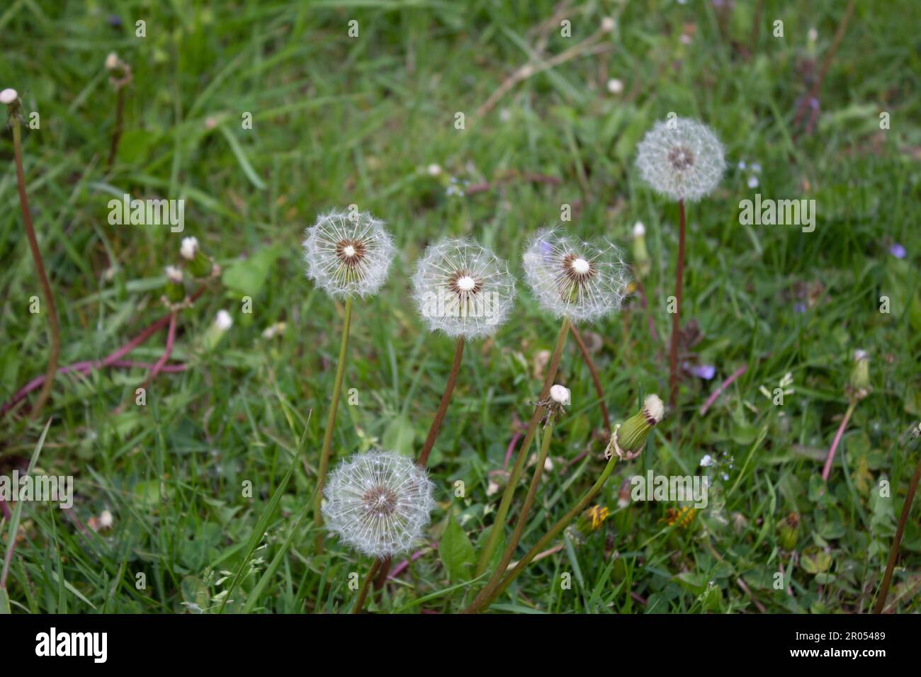 Graines de pissenlit Banque D'Images