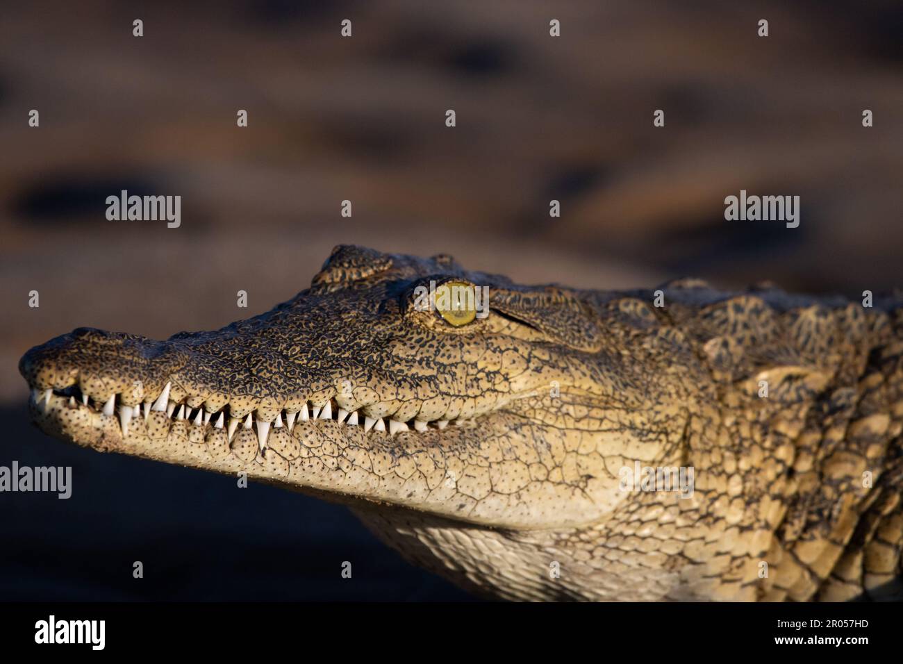 Gros plan d'un crocodile dans le parc national de Lower Zambèze Banque D'Images